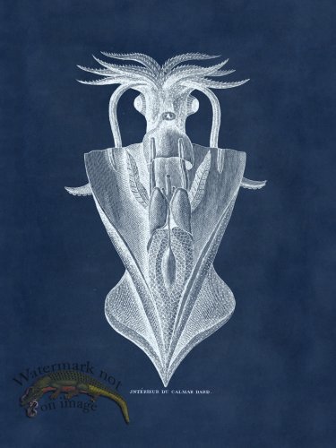 (image for) Octopus Blue 33