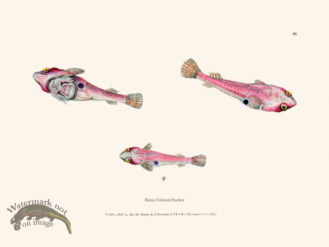 (image for) 086 Bima Culated Sucker