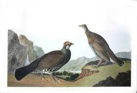 Long-Tailed or Dusky Grous