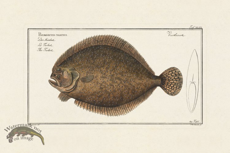 (image for) BLOCH FISH 049