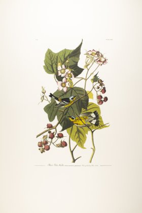 Black & Yellow Warbler