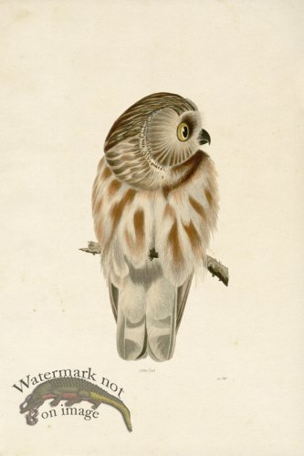 (image for) KO 07 Little Owl Adu