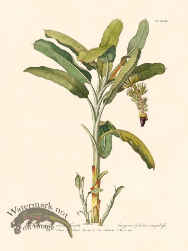 (image for) Trew Botanical 18