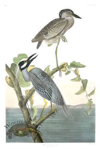 Yellow-Crowned Heron