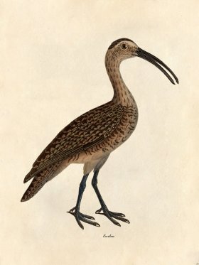 Curlew - Tribute Bd 26