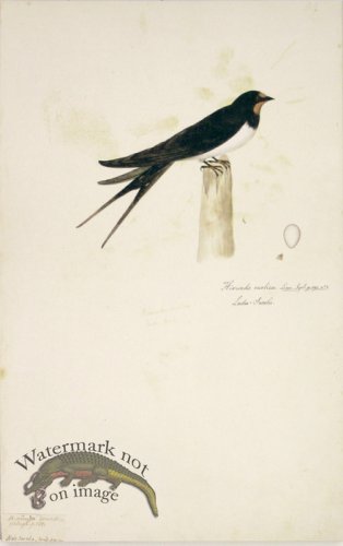 82 Swedish Birds . Hirundo Rustica, Barn Swallow w/Egg