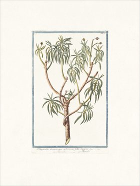 Bonelli 025 Titimale