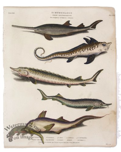 (image for) Sawfish Sturgeon Sterlet