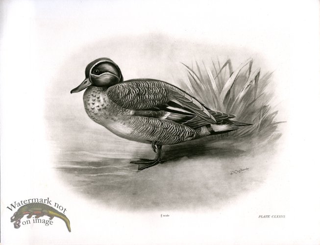 (image for) Bird 18 TEAL MALE