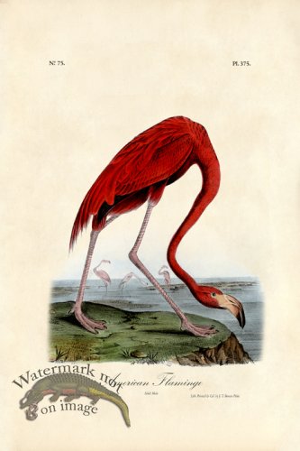 (image for) Pink Flamingo