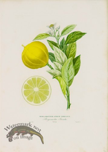 (image for) Poiteau Citrus 06