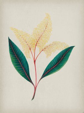 Andean Botanicals 018