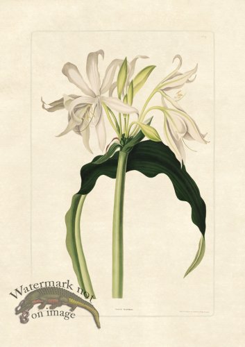 (image for) Edward bury 17