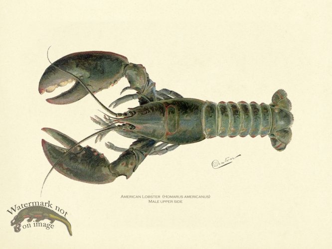 (image for) Lobster - Male