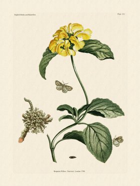 Wilkes Butterflies 113