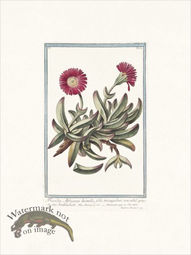 (image for) Bonelli 084 seu denticulato