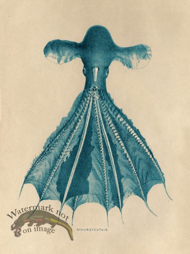 (image for) Octopus Teal 05