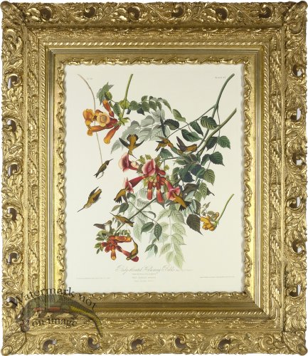 (image for) Ruby Throated AF_4_13