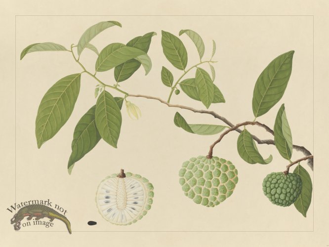 (image for) Andalas Botanicals 17