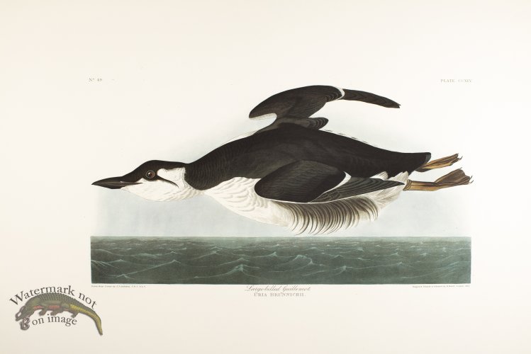 (image for) Long Billed Guillemot