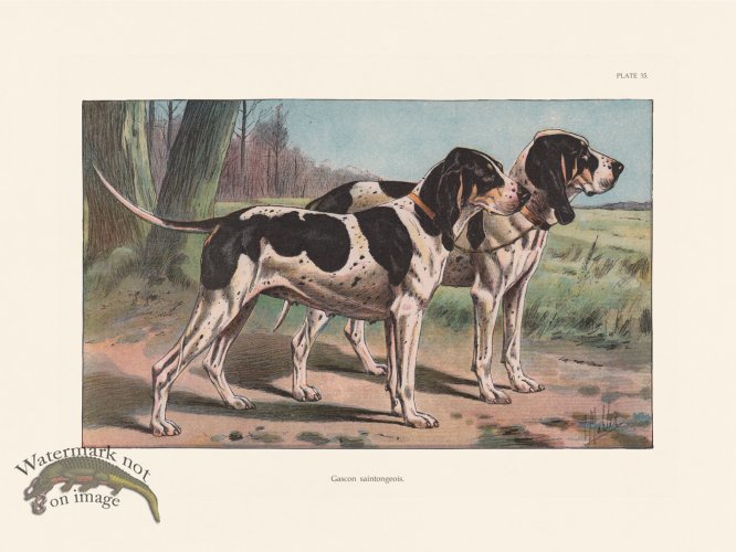 (image for) Les Chiens 035