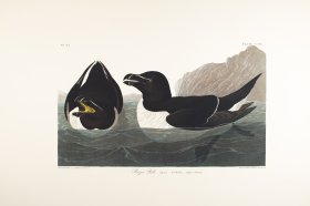 Razor Billed Auk