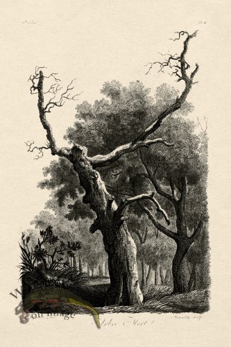 (image for) Defiennes Tree 22