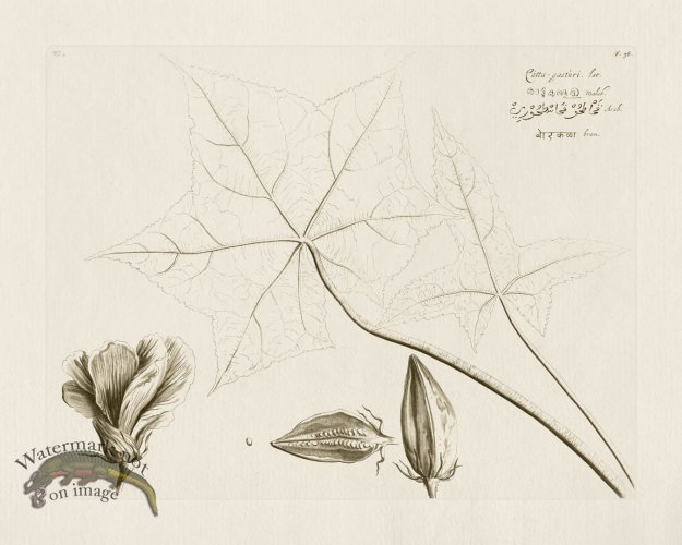 (image for) HORTUS VOL 02 38