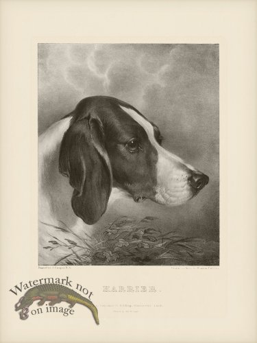 (image for) SA Dogs 01 Harrier