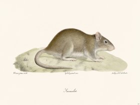 Cuvier 307 Norway Rat