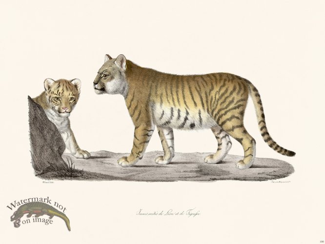 (image for) Cuvier 100 Young Half-Breeds Of Lion And Tigress