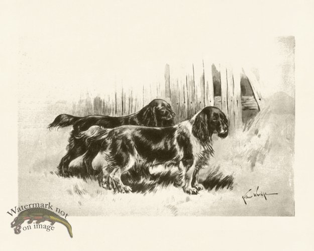 (image for) Modern Dogs 25