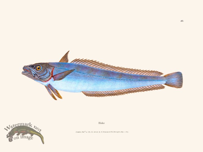 (image for) 040 Hake