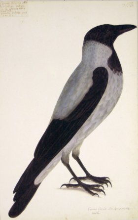 158 Swedish Birds . Corvus Cornix, Hooded Crow