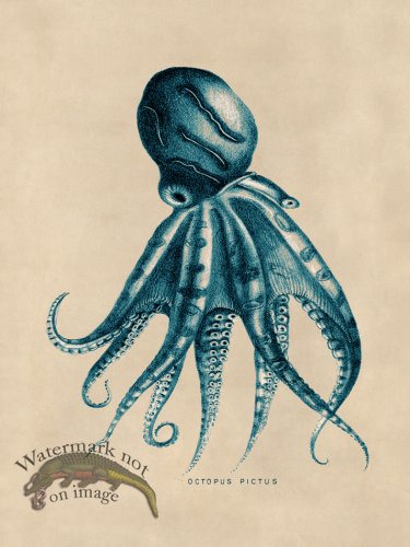(image for) Octopus Teal 10