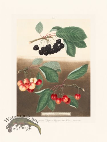(image for) Brookshaw Fruit 33