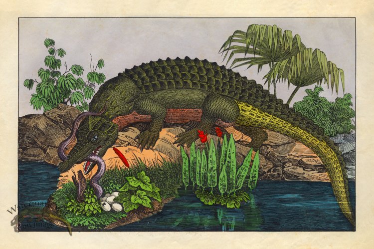 Schubert Reptiles Gator 1854