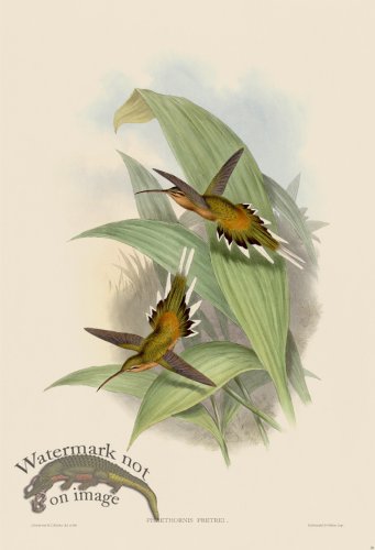 (image for) Gould Hummingbird 028