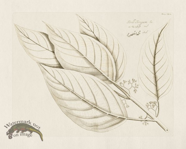 (image for) HORTUS VOL 04 60