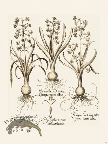 (image for) Besler 037 B1