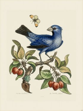 Edwards 125 The blue Gros-Beak