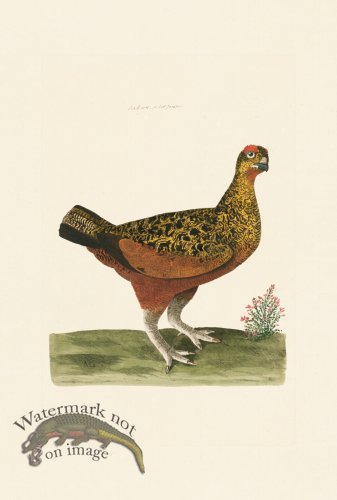 (image for) Pennant Zoology 107