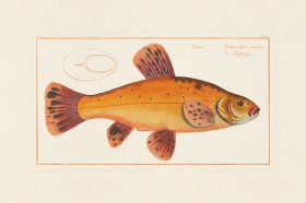 (image for) Bloch Fish 015