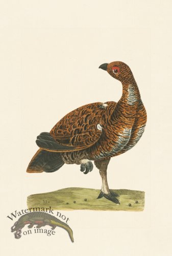 (image for) Pennant Zoology 112