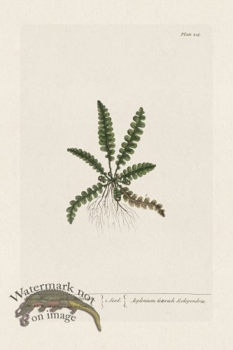 (image for) BEE 216 SpleenWort