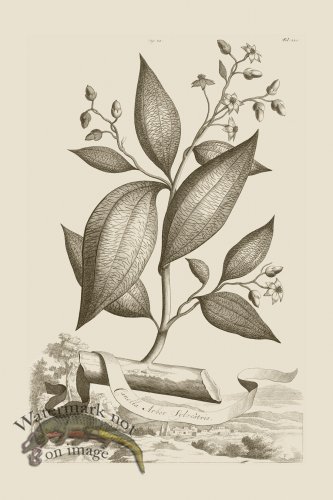 (image for) Abraham Munting 022