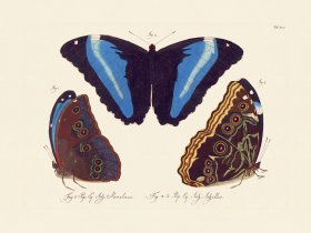(image for) Jablonsky Butterfly 025