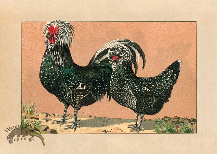 (image for) Chicken 08