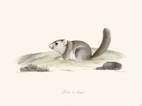 Cuvier 294 Lerot Of Senegal