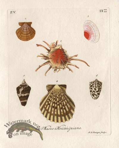 (image for) Knorr Shell 16